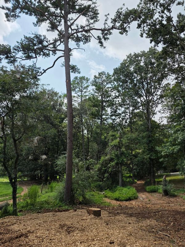 Tree Trimming & Removal