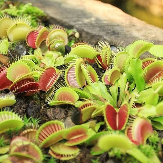 Botanical Based Pest Solutions
