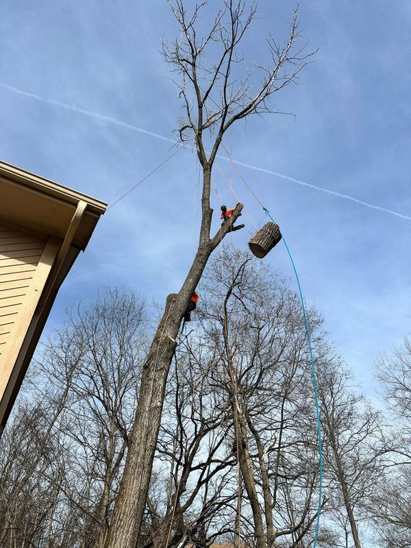 Tree Trimming