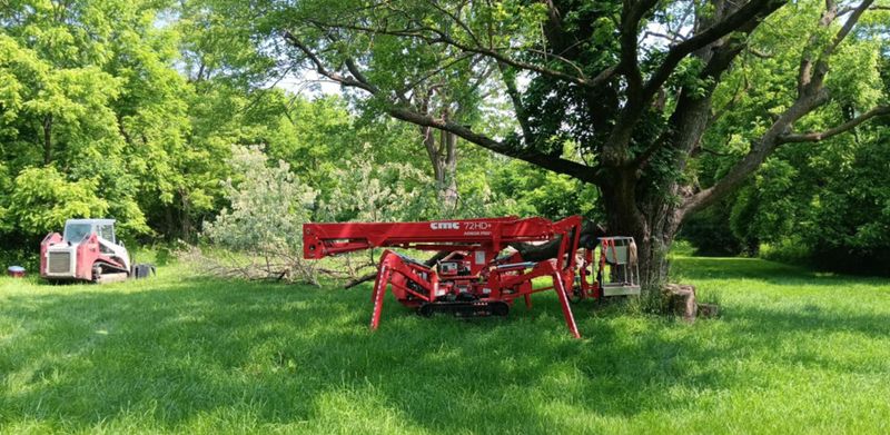 Tree Trimming