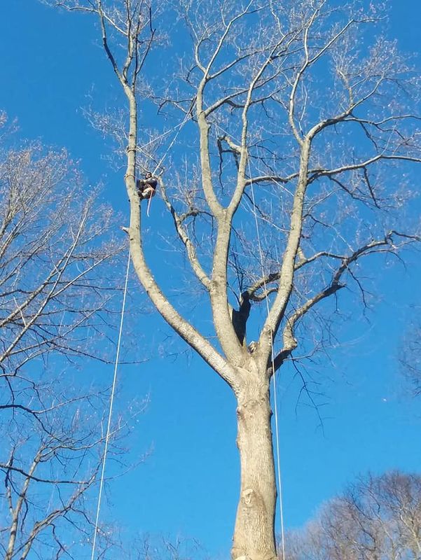 Tree Pruning