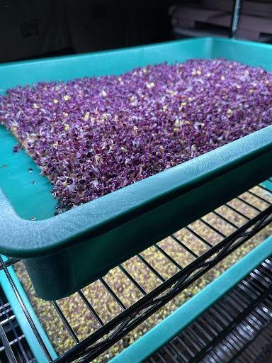 Seeds & Seedlings
