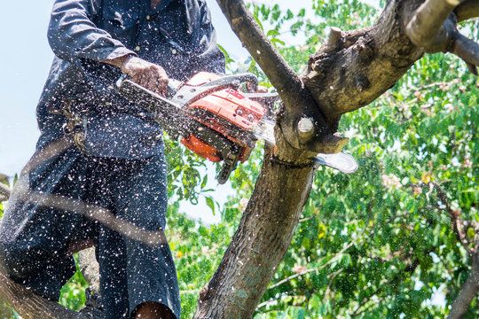 Tree Trimming & Removal