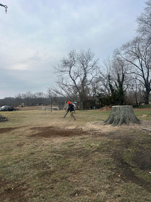 Tree Trimming