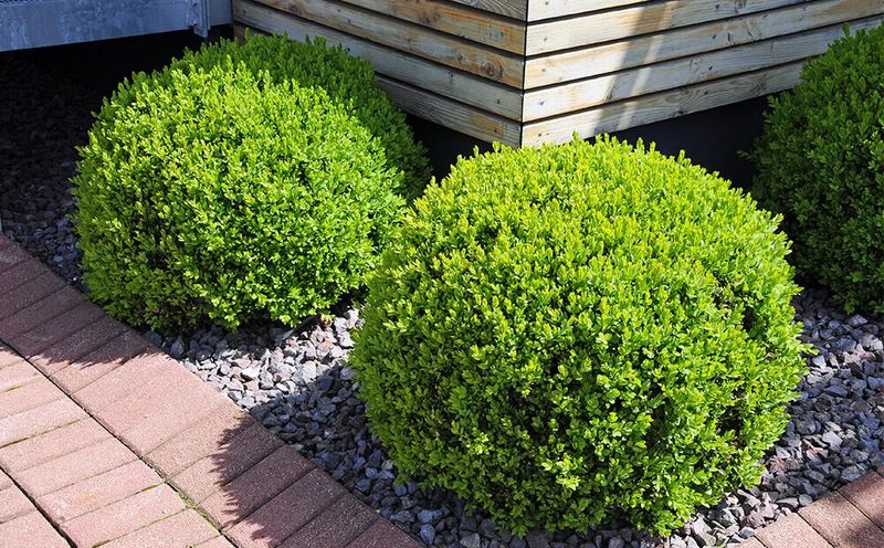 Hedge Trimming