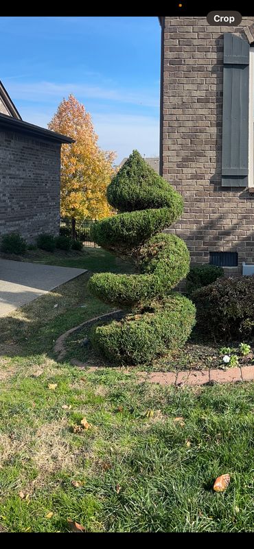 Shrub Trim
