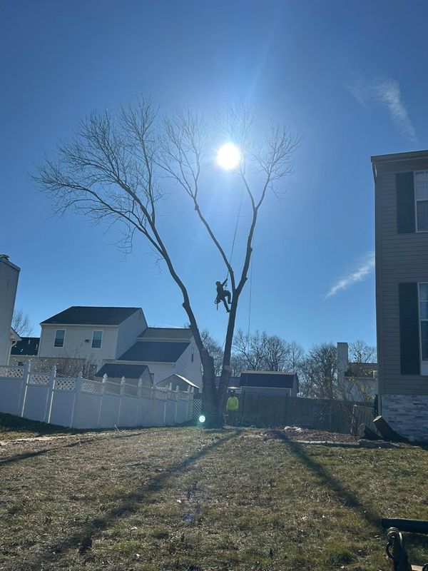 Tree Trimming