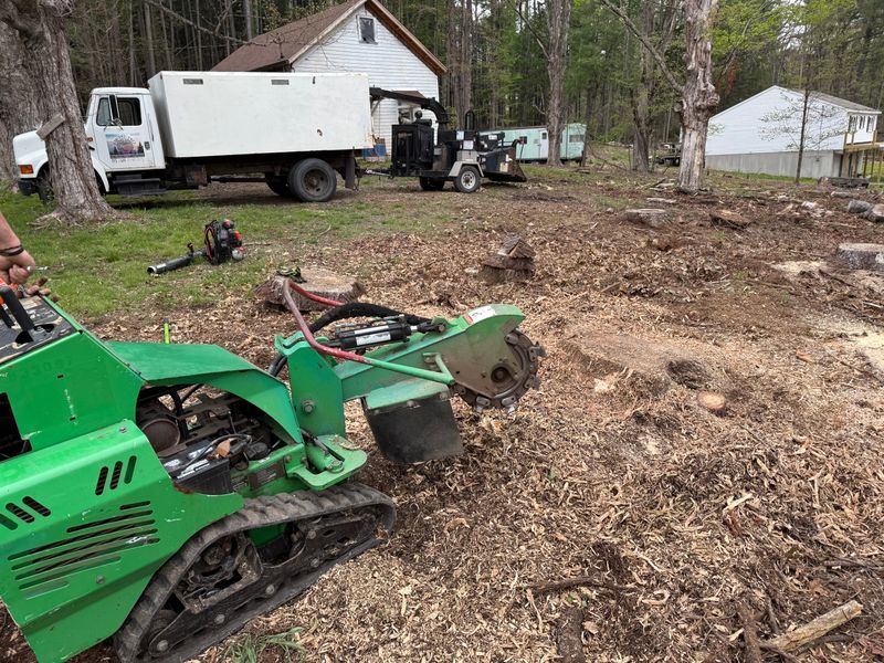 Stump Removal