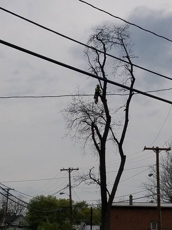 Tree Removal