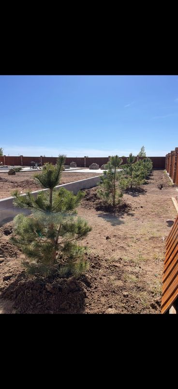 Tree Installations