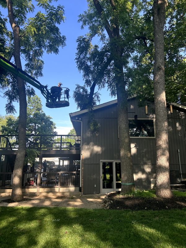Tree Pruning & Trimming