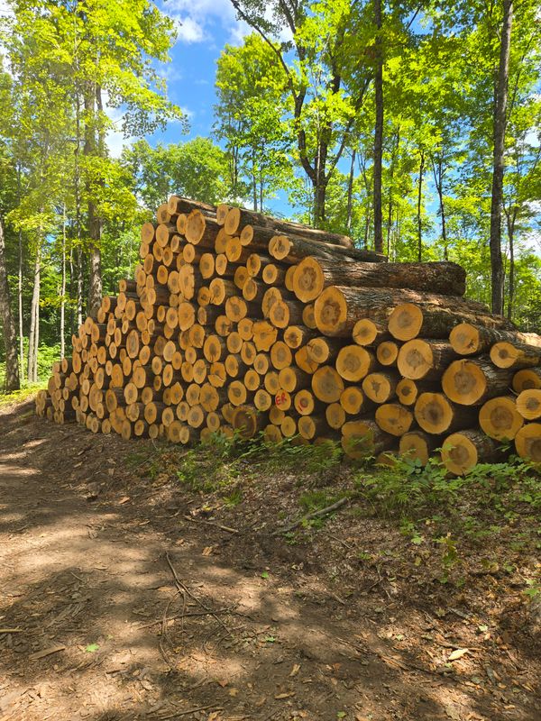 Timber Harvesting
