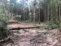 Land Clearing
