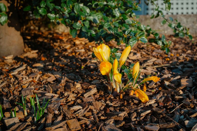 Mulch Installation
