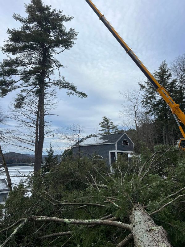 Tree Removal gallery