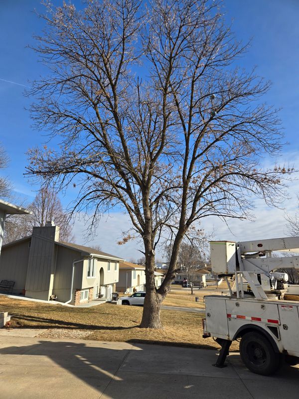 Tree Trimming