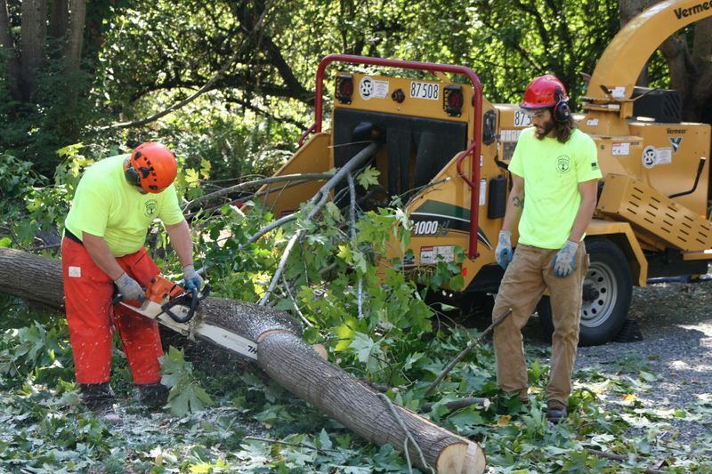 Tree Trimming & Removal