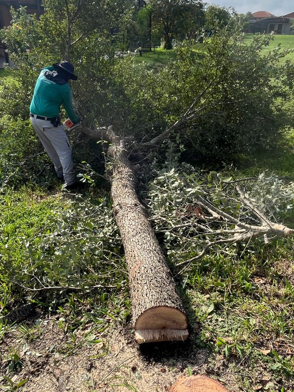 Tree Services