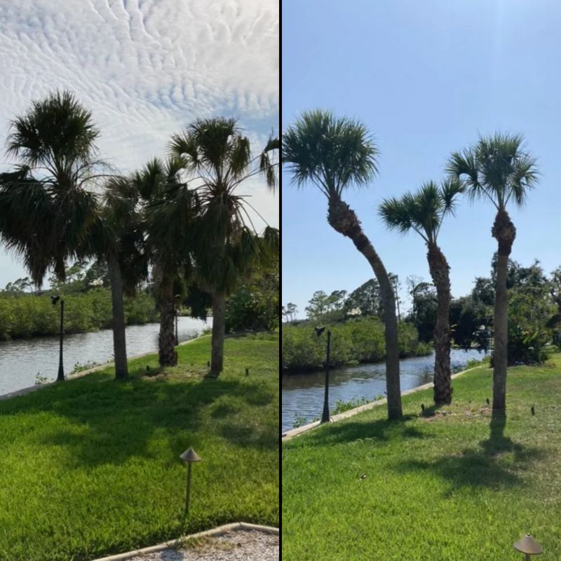 Tree Trimming