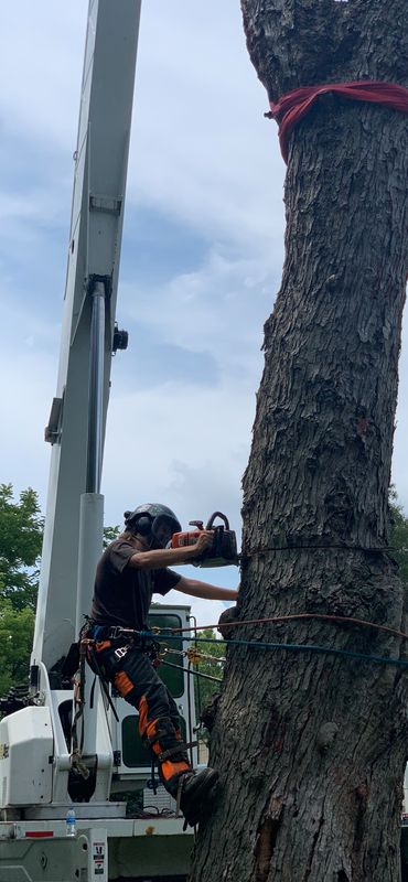 Tree Removal