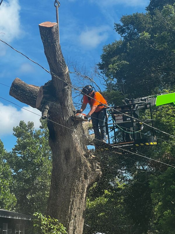 Tree Removal gallery