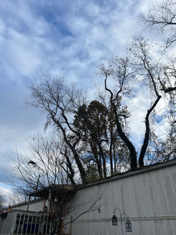 Hazard Trees