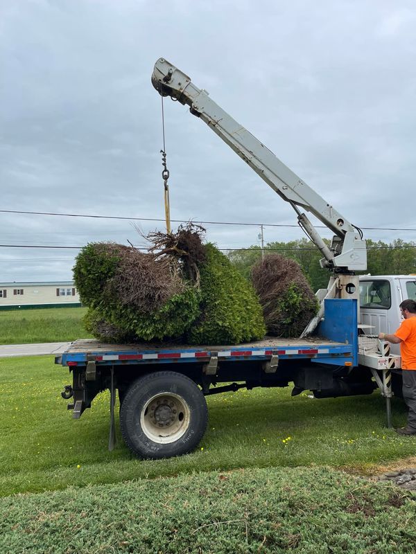 Tree Removal gallery