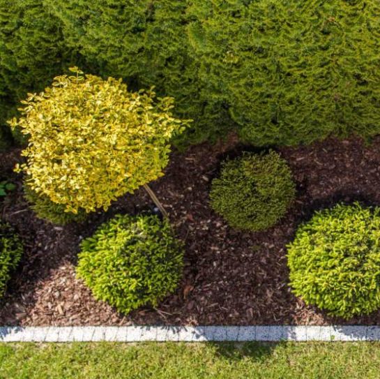 Tree & Shrub Care