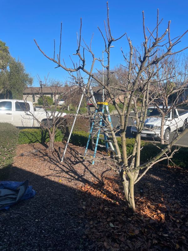 Tree Health and Maintenance