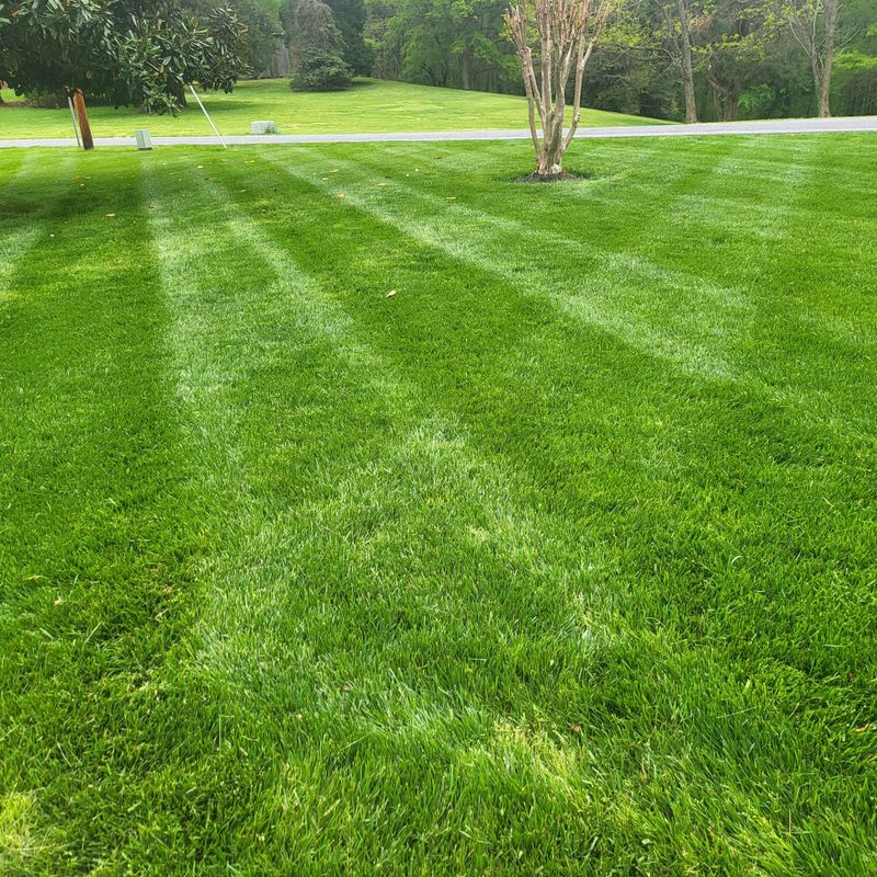 Lawn Maintenance