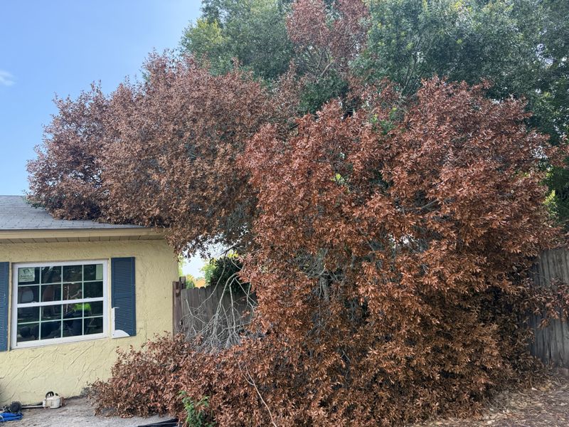 Tree Removal