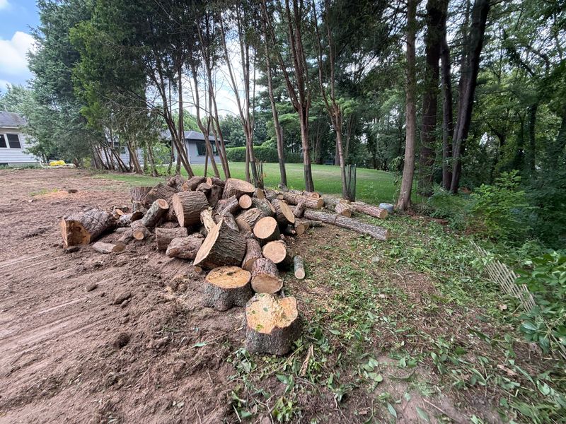 Tree, Hedge & Shrub Trimming