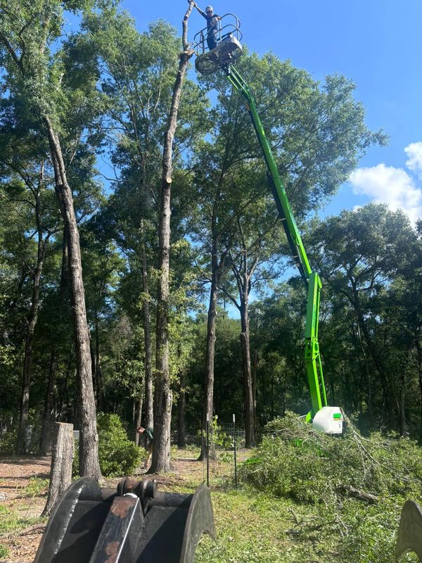 Tree Trimming and Removal