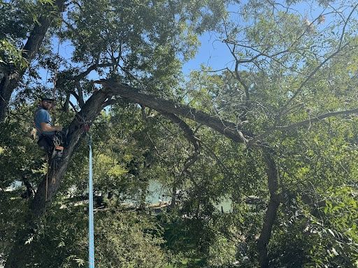 Tree Pruning