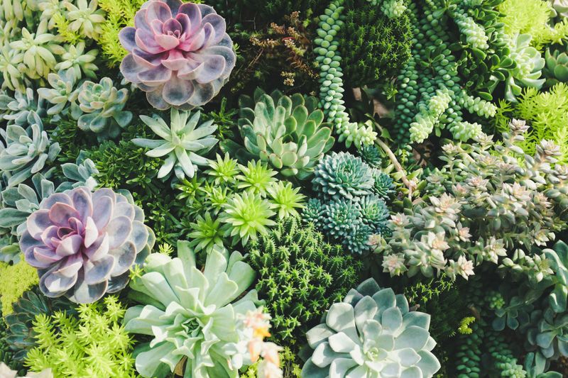 Landscape Design
