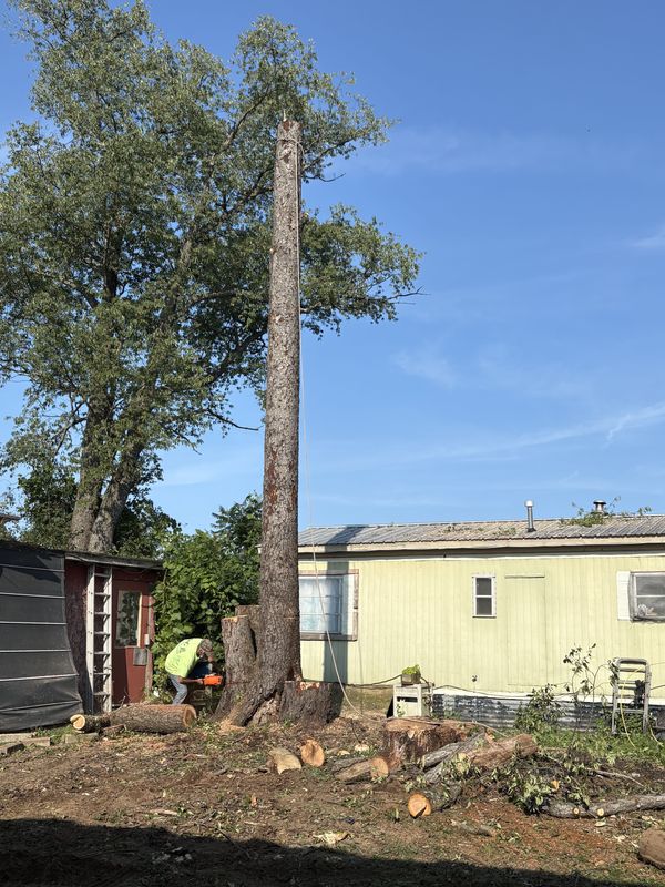 Tree Removal