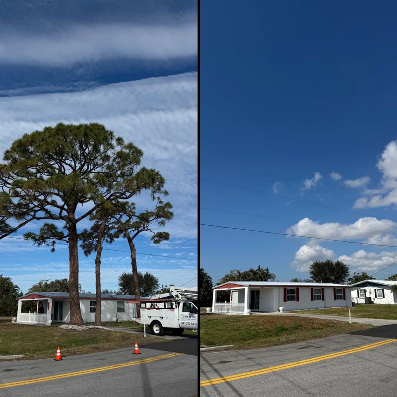 Tree Removal