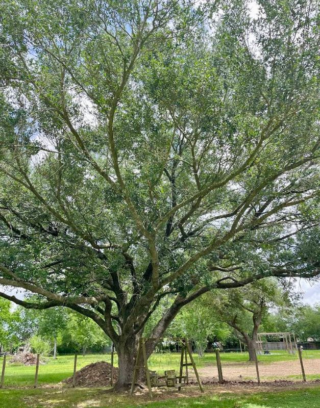 Tree Services