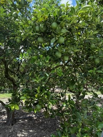 Fruit Marketing & Harvesting