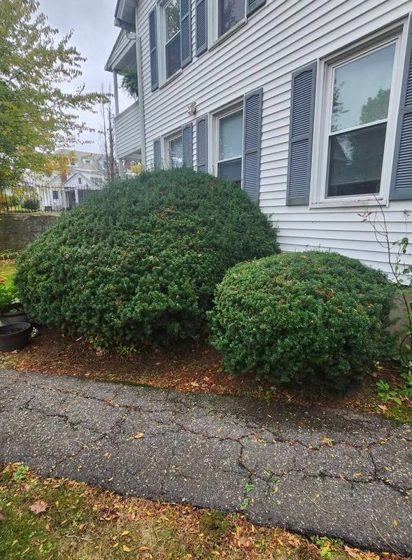 Shrub Trimming