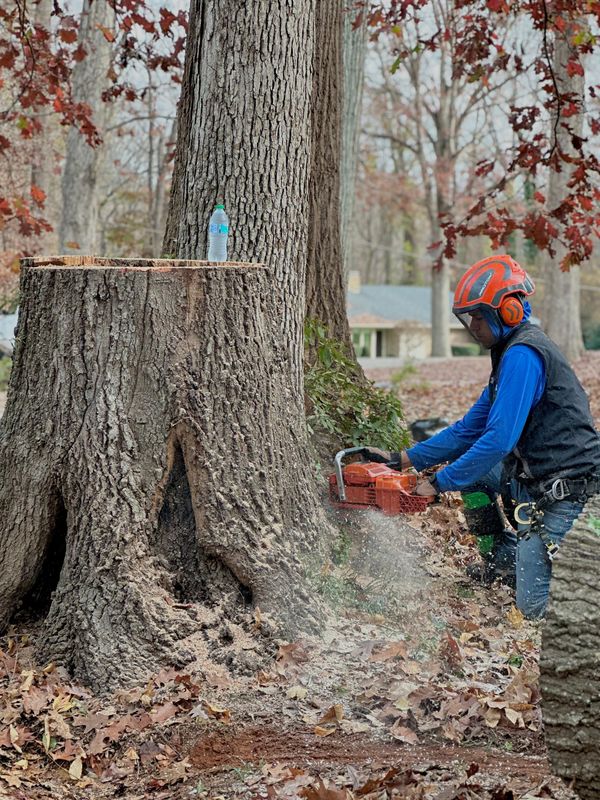 Stump Removal