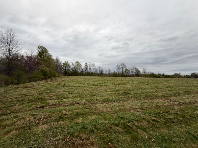 Brush Cutting & Land Clearing for Overgrown Property | Ancaster, ON