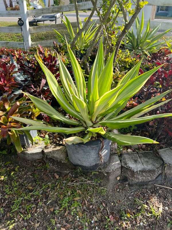 Plant and tree list