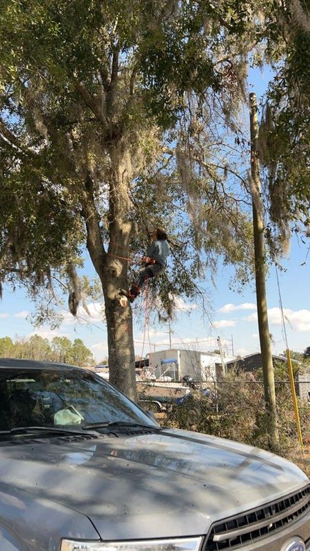 Tree Trimming gallery