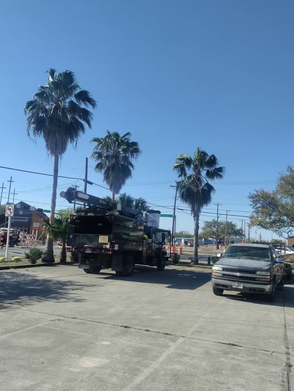 Tree Trimming