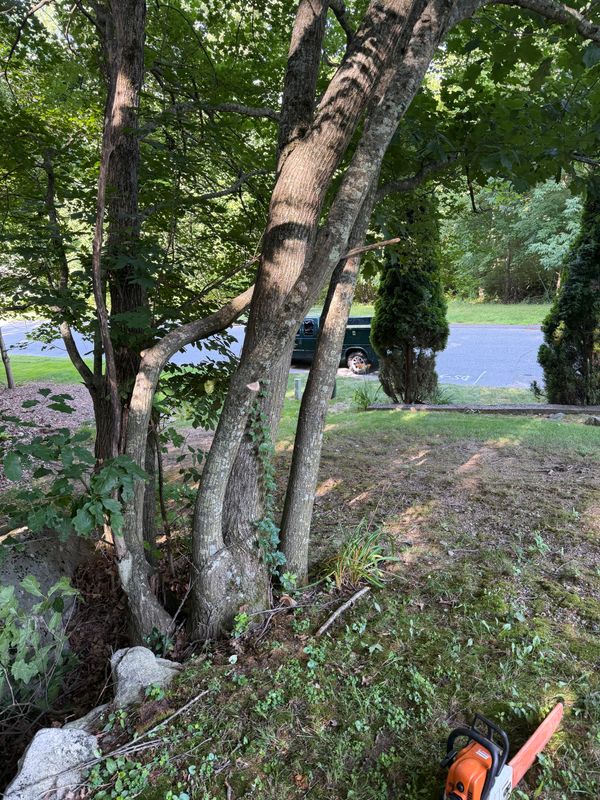Tree & Shrub Care