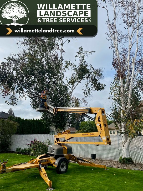 Tree Removals