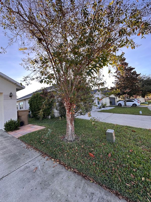 Precision Trimming of Queen Palms & Crepe Myrtle