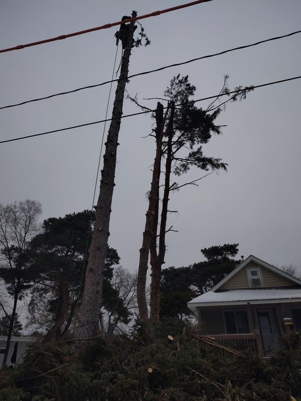 Emergency Tree Removal