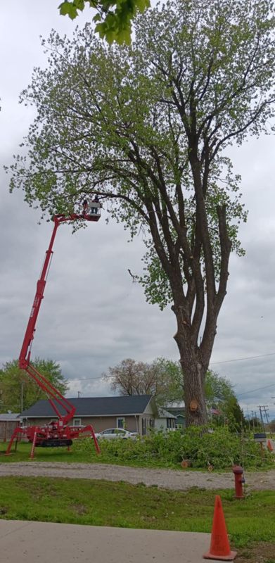 Tree Trimming